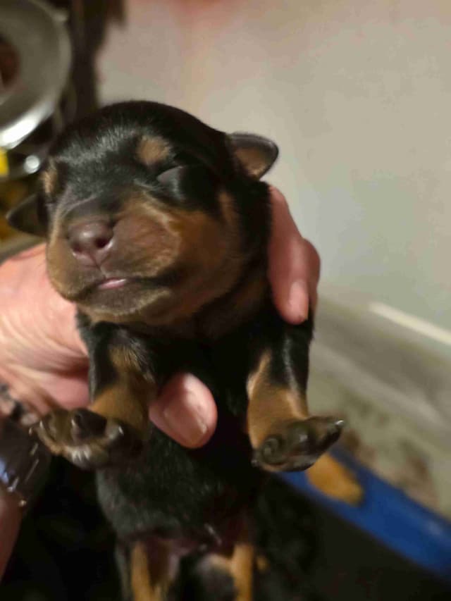 Rottweiler Puppies media 6