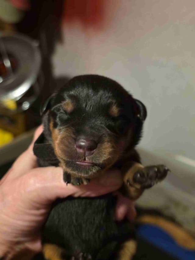 Rottweiler Puppies media 7