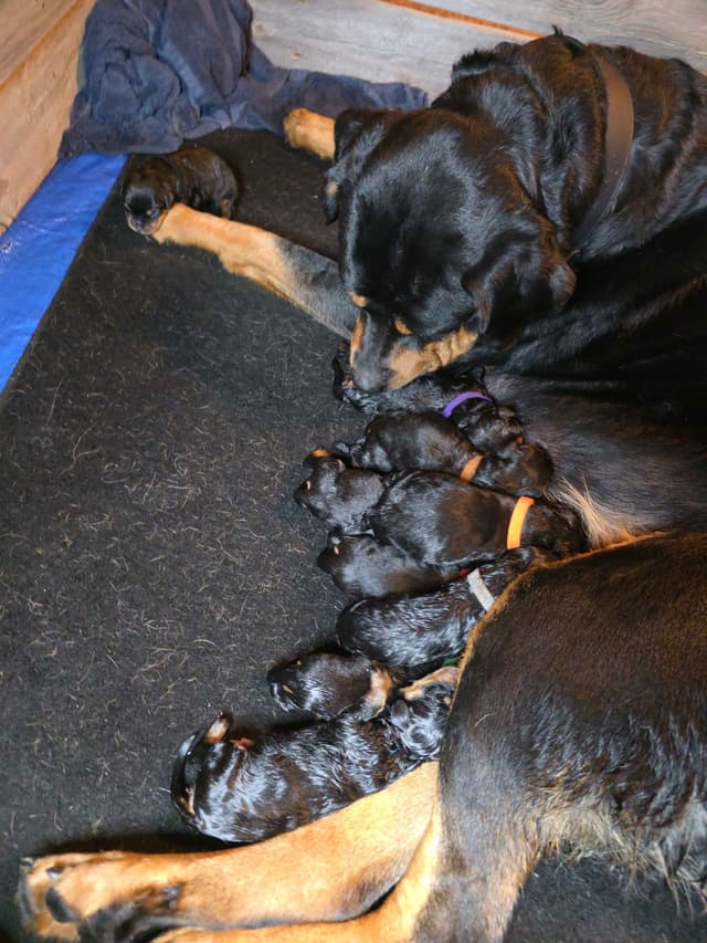 Rottweiler Puppies media 8