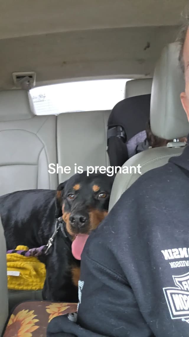 Rottweiler Puppies media 9