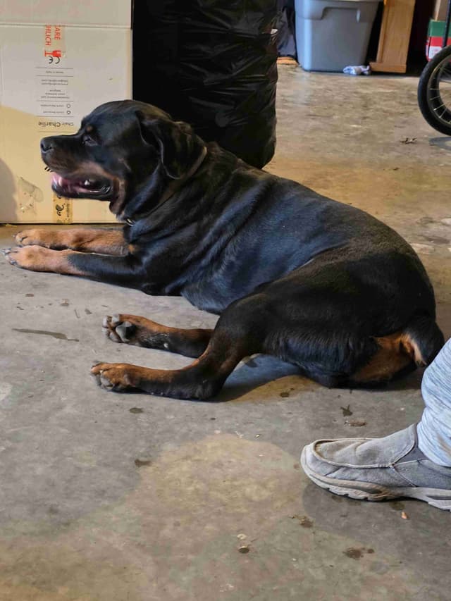 Rottweiler Puppies media 11