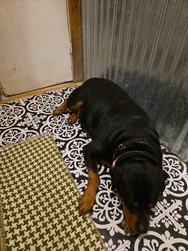 Rottweiler Puppies media 12