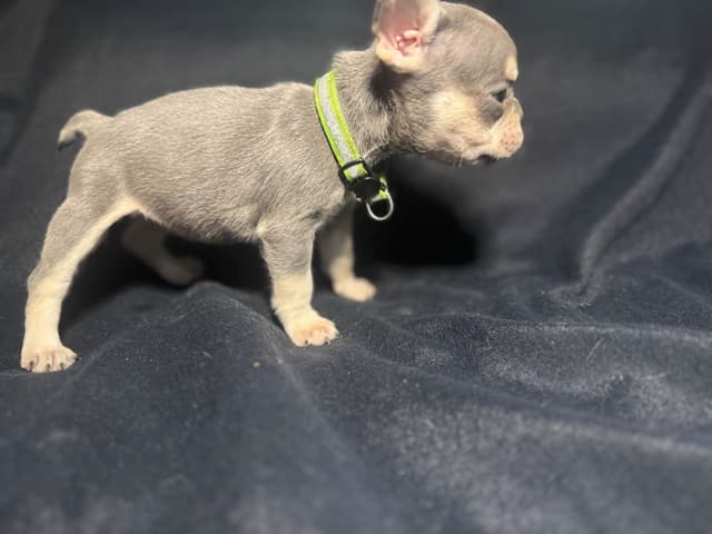 French Bulldog Puppies media 3
