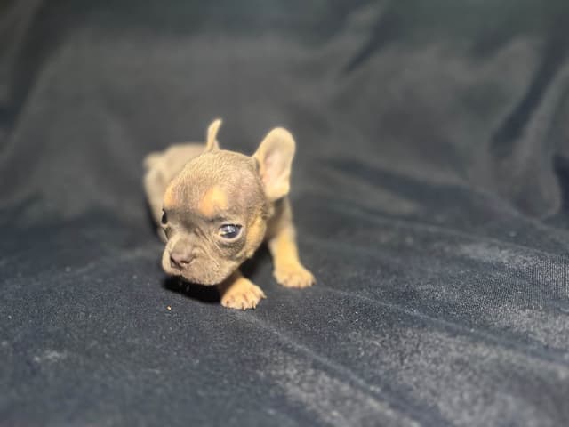 French Bulldog Puppies media 4