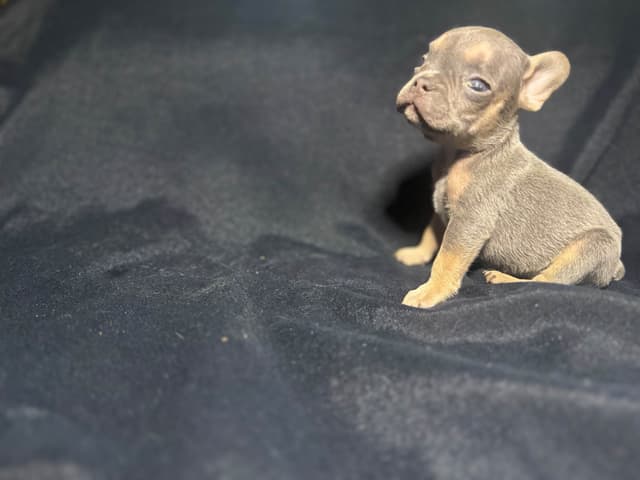 French Bulldog Puppies media 5