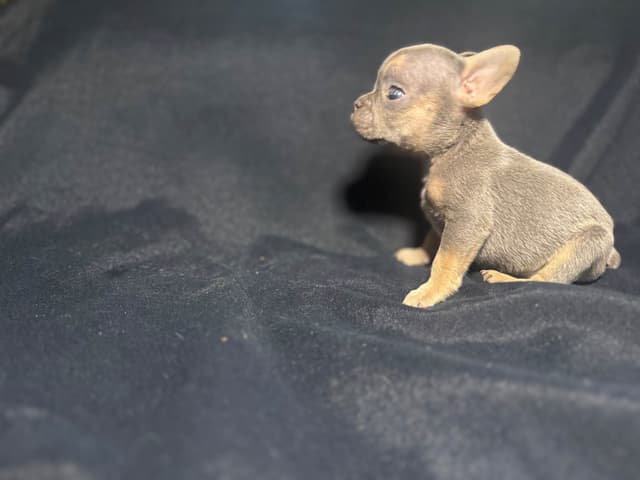 French Bulldog Puppies media 6