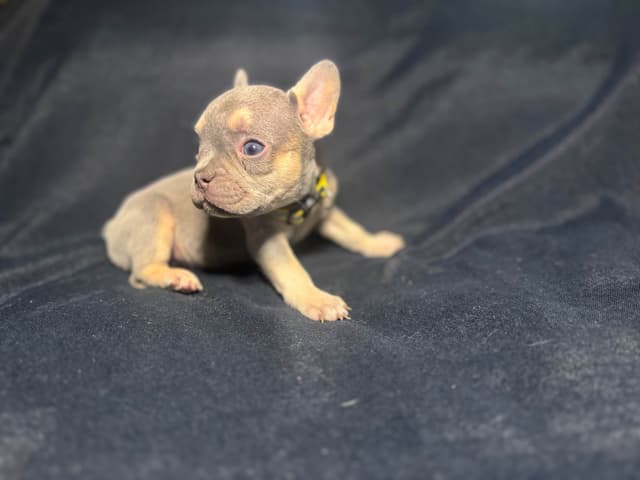 French Bulldog Puppies media 7