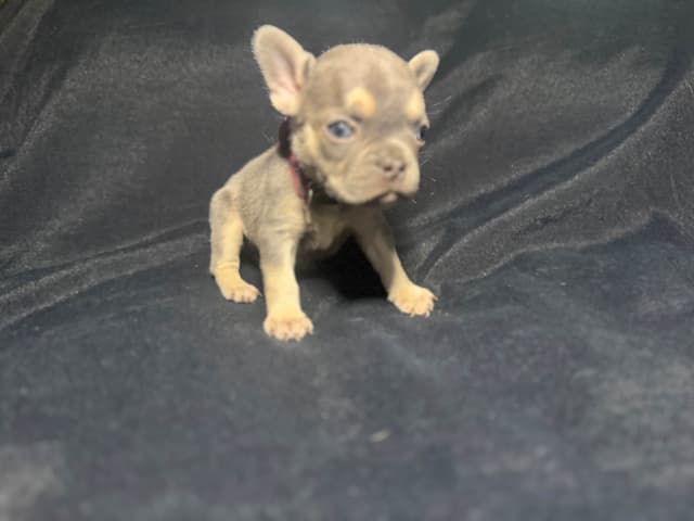 French Bulldog Puppies media 8