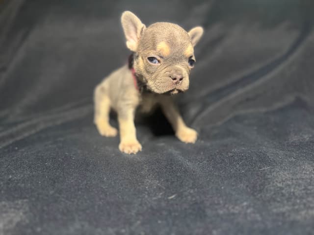 French Bulldog Puppies media 9