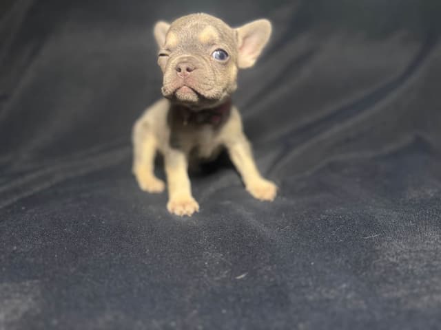 French Bulldog Puppies media 10