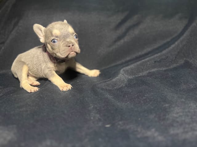 French Bulldog Puppies media 11