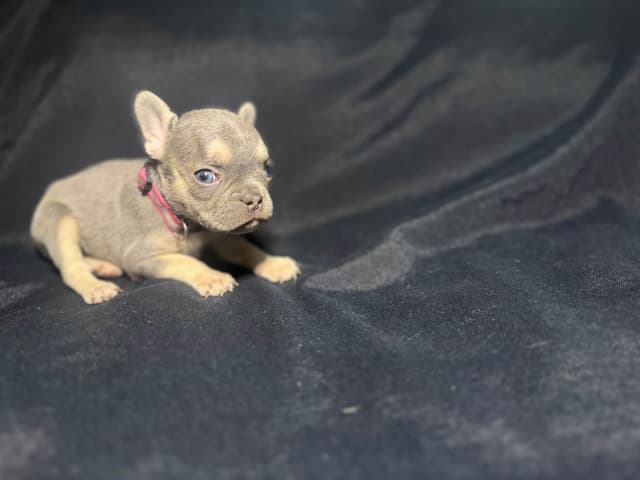 French Bulldog Puppies media 12