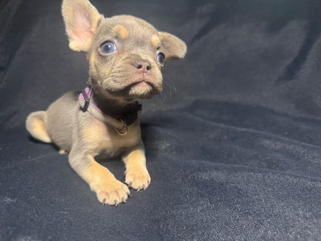French Bulldog Puppies media 13