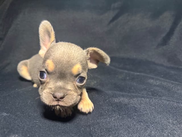 French Bulldog Puppies media 14