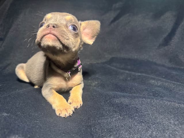 French Bulldog Puppies media 15