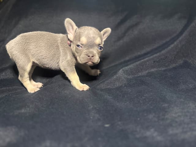 French Bulldog Puppies media 16