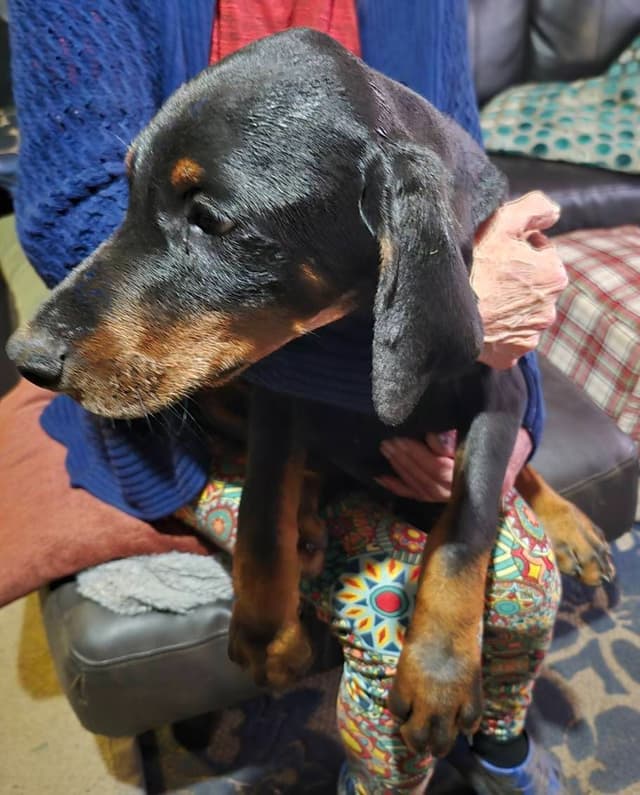 Doberman Pinscher Puppies media 2