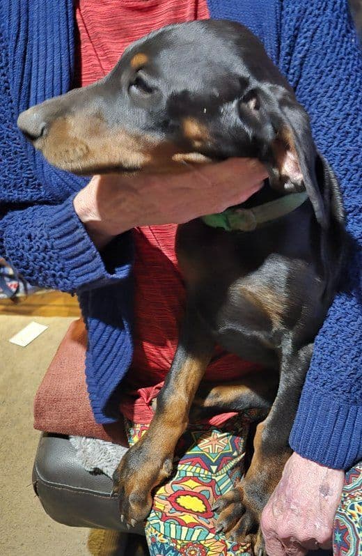 Doberman Pinscher Puppies media 3