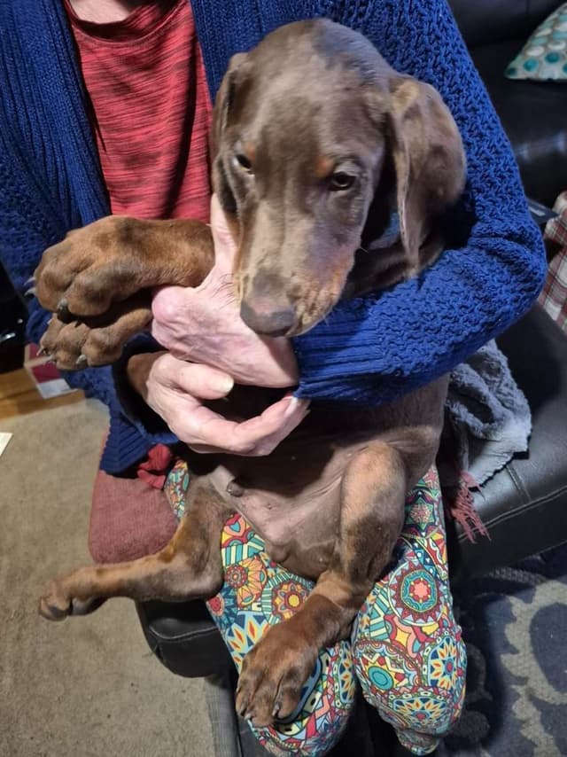 Doberman Pinscher Puppies media 4