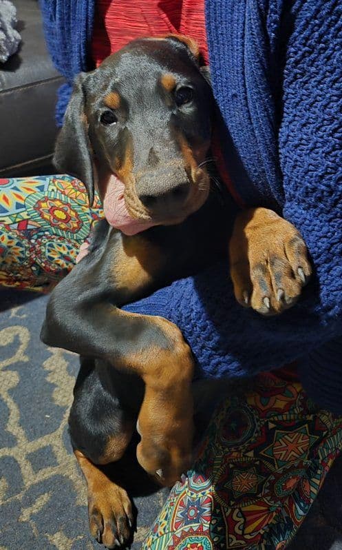 Doberman Pinscher Puppies media 5