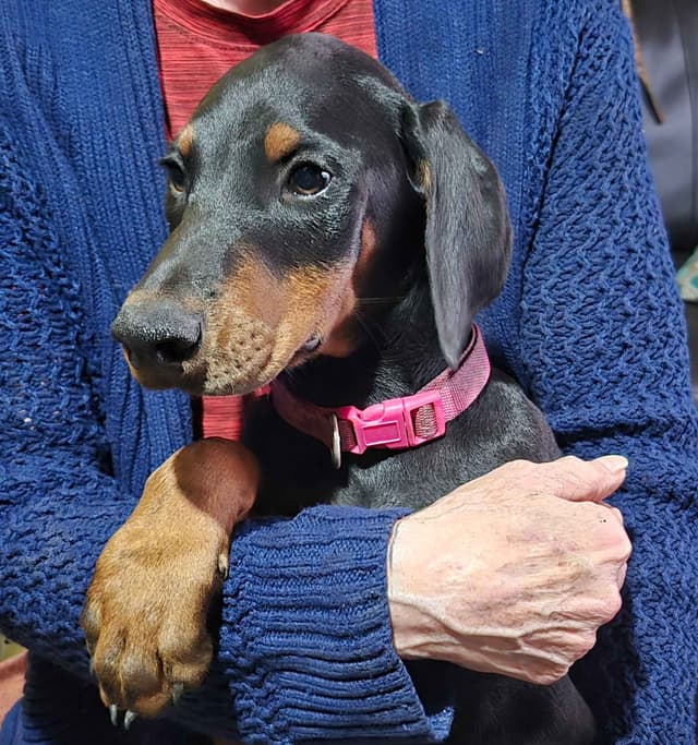 Doberman Pinscher Puppies media 7
