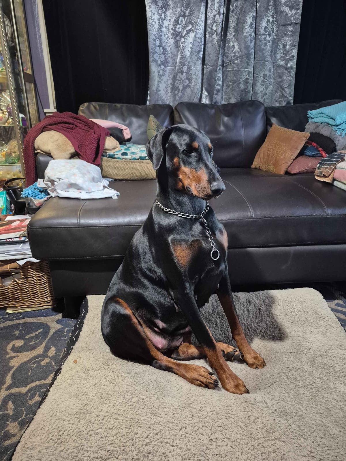 Doberman Pinscher Puppies breeder image 1
