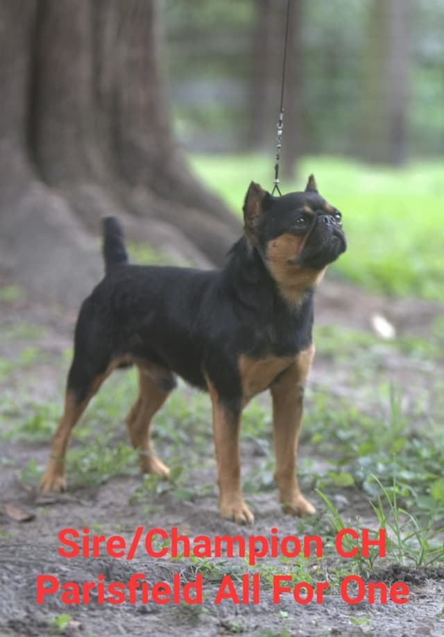 Brussels Griffon Puppies media 18