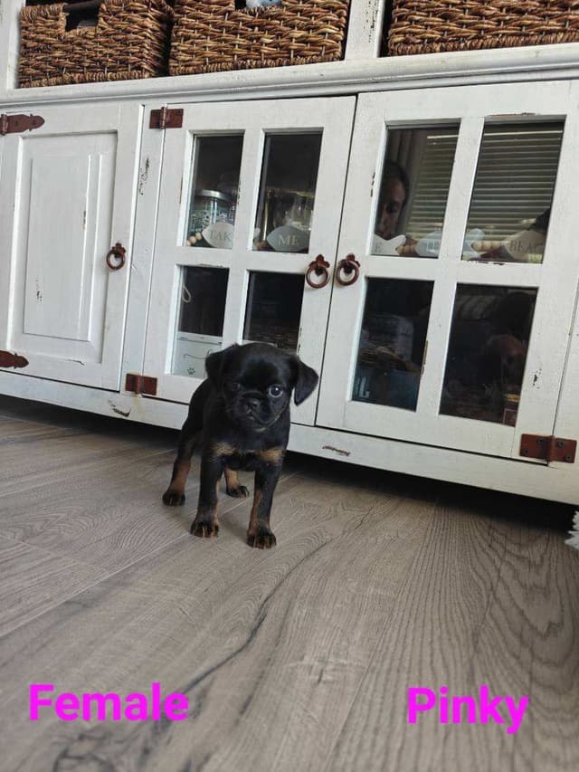 Brussels Griffon Puppies media 22