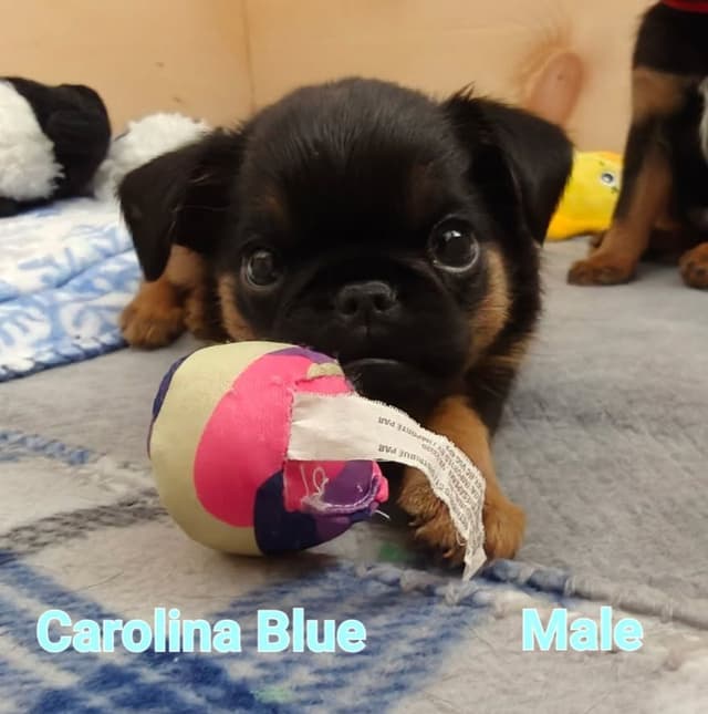 Brussels Griffon Puppies media 9