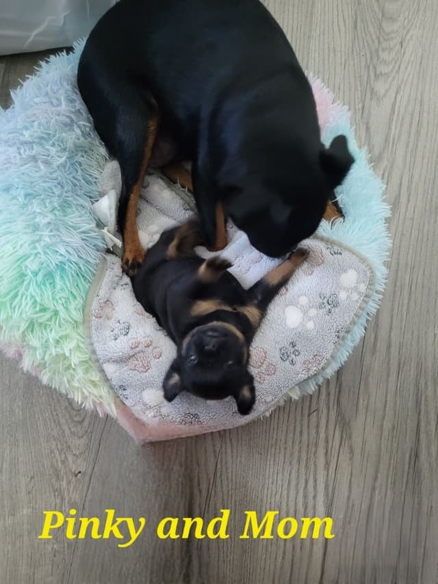 Brussels Griffon Puppies media 24