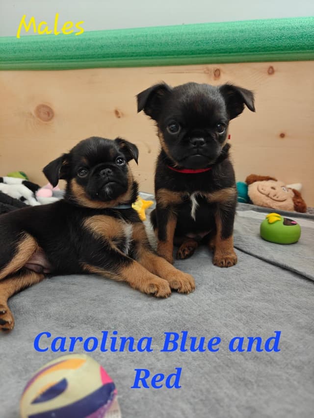 Brussels Griffon Puppies media 8
