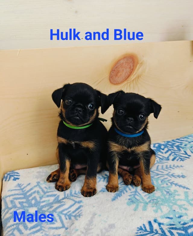 Brussels Griffon Puppies media 7