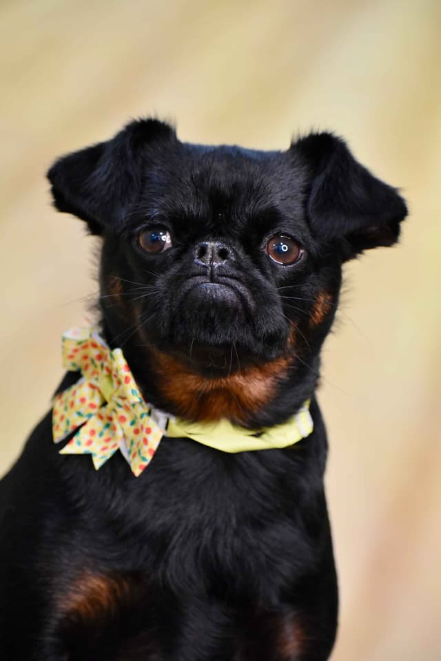 Brussels Griffon Puppies media 19