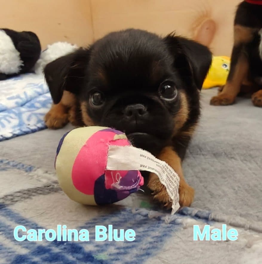 Brussels Griffon Puppies breeder image 4