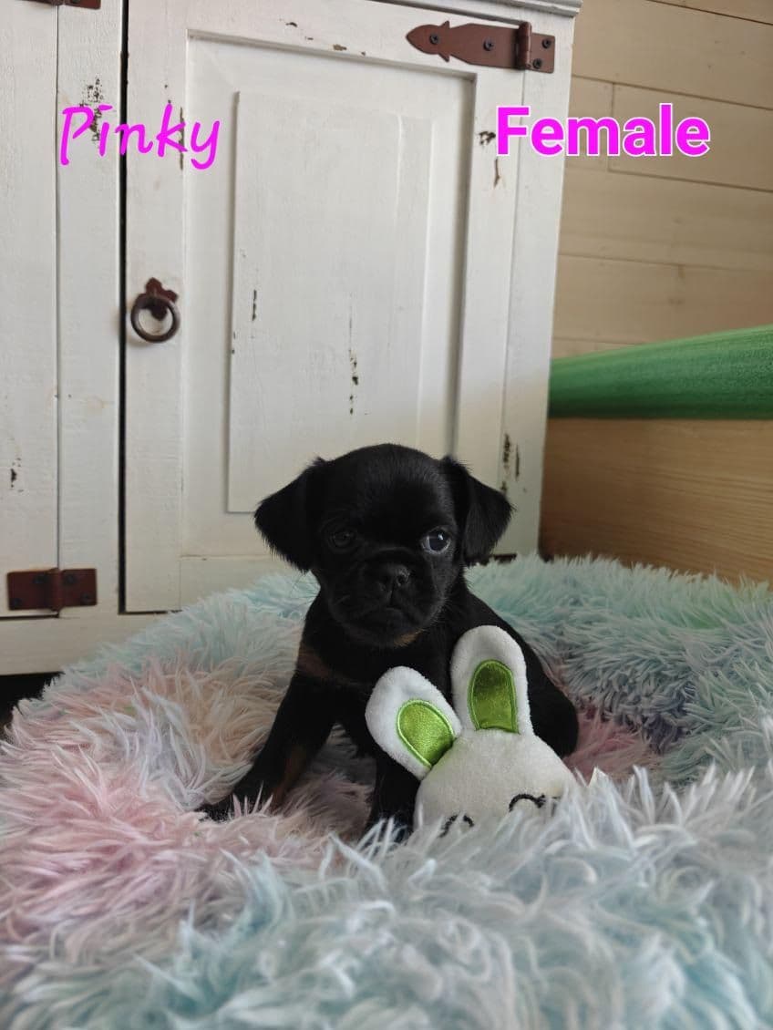 Brussels Griffon Puppies breeder image 7