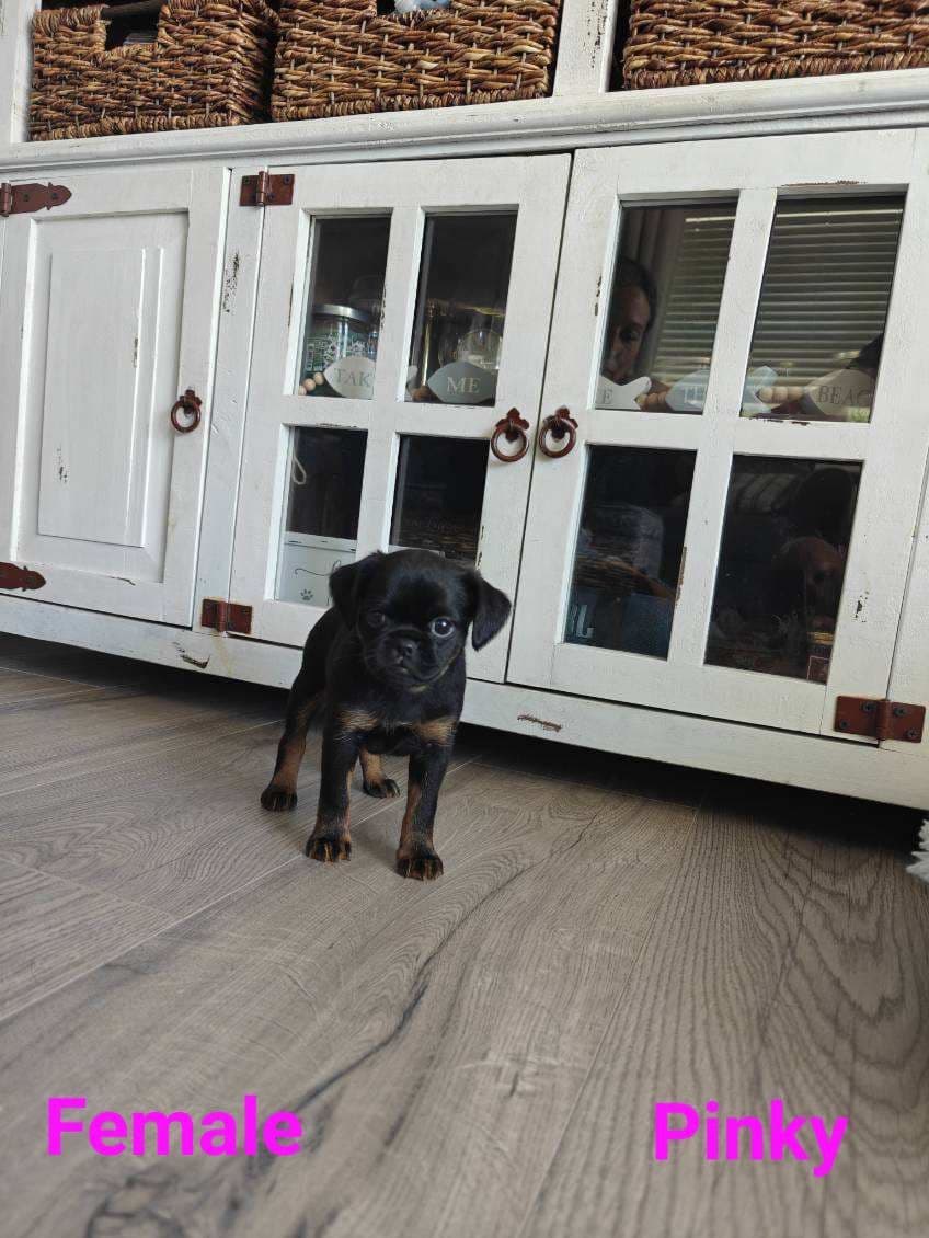 Brussels Griffon Puppies breeder image 9