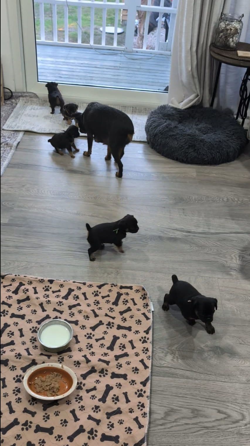 Brussels Griffon Puppies breeder image 10
