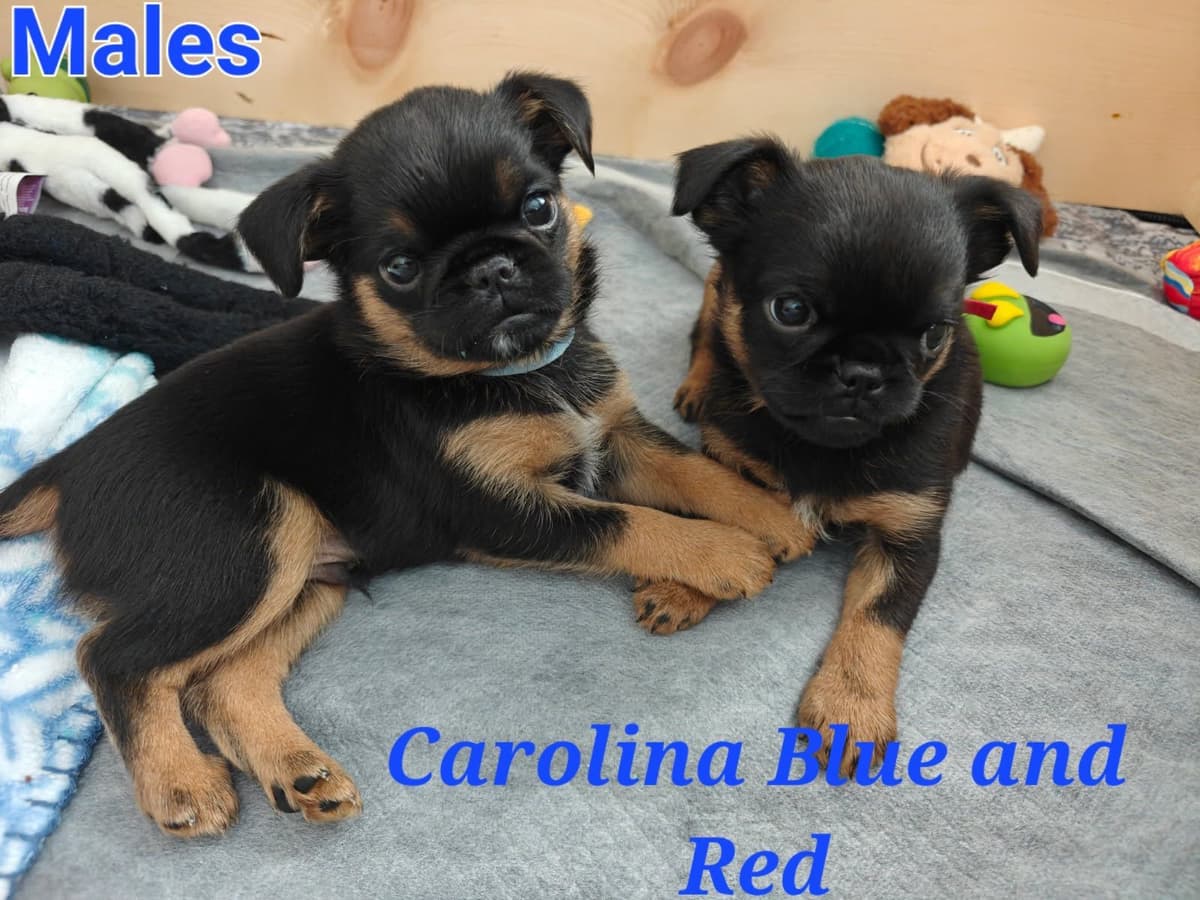 Brussels Griffon Puppies breeder image 11