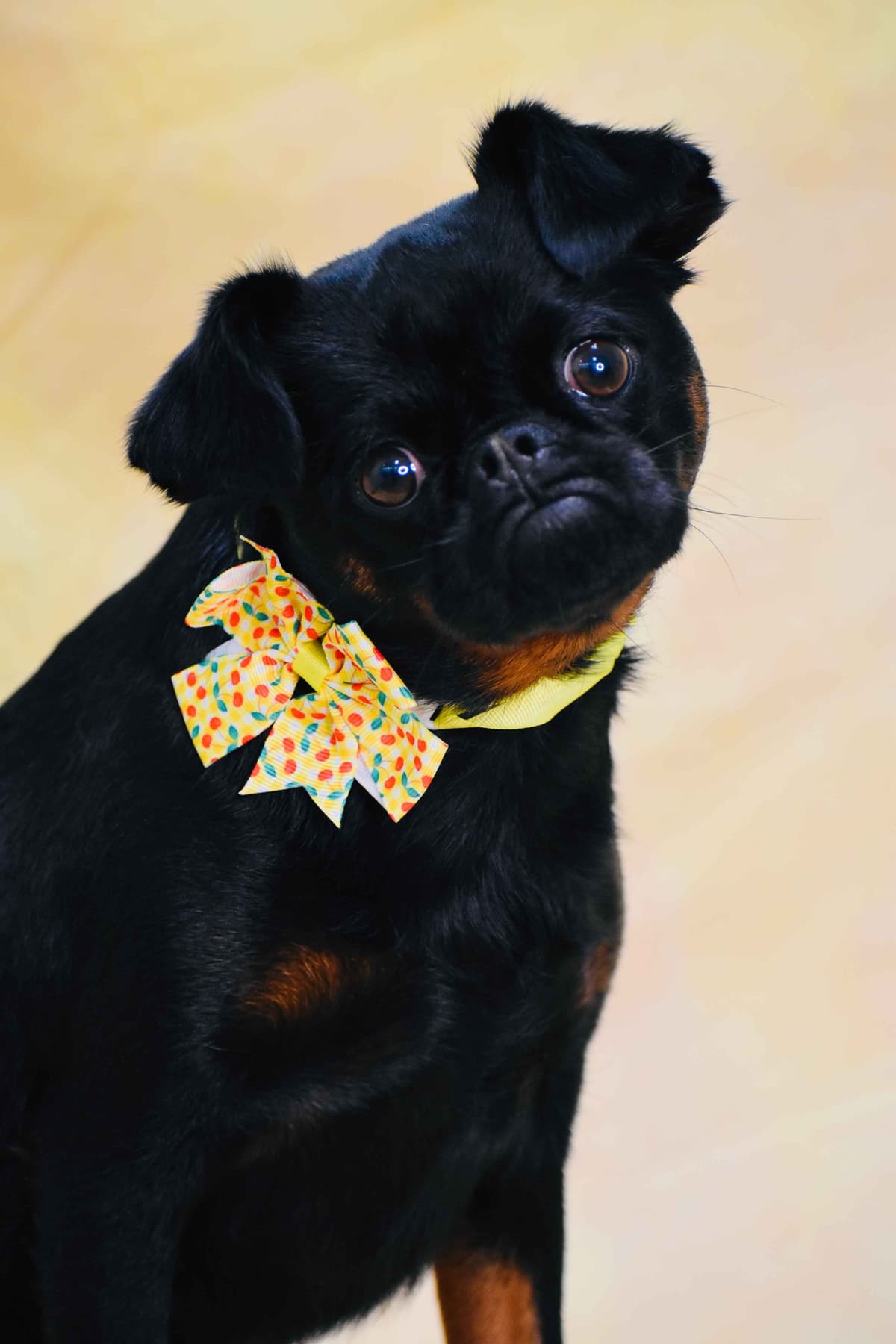 Brussels Griffon Puppies breeder image 14