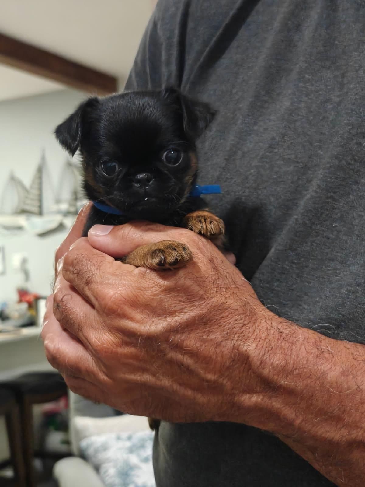 Brussels Griffon Puppies breeder image 13