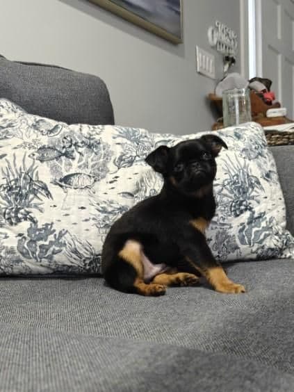 Brussels Griffon Puppies media 25