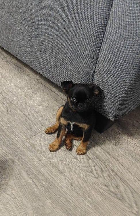 Brussels Griffon Puppies media 27
