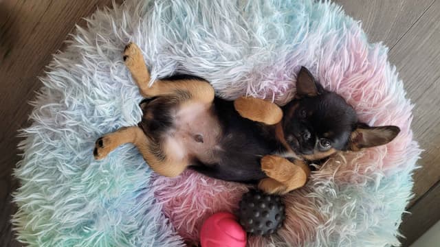 Brussels Griffon Puppies media 12