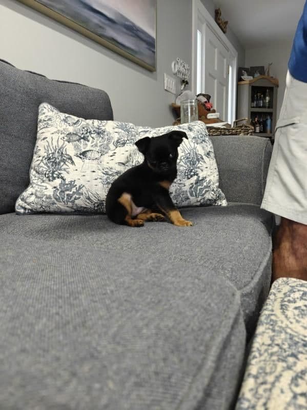 Brussels Griffon Puppies media 28