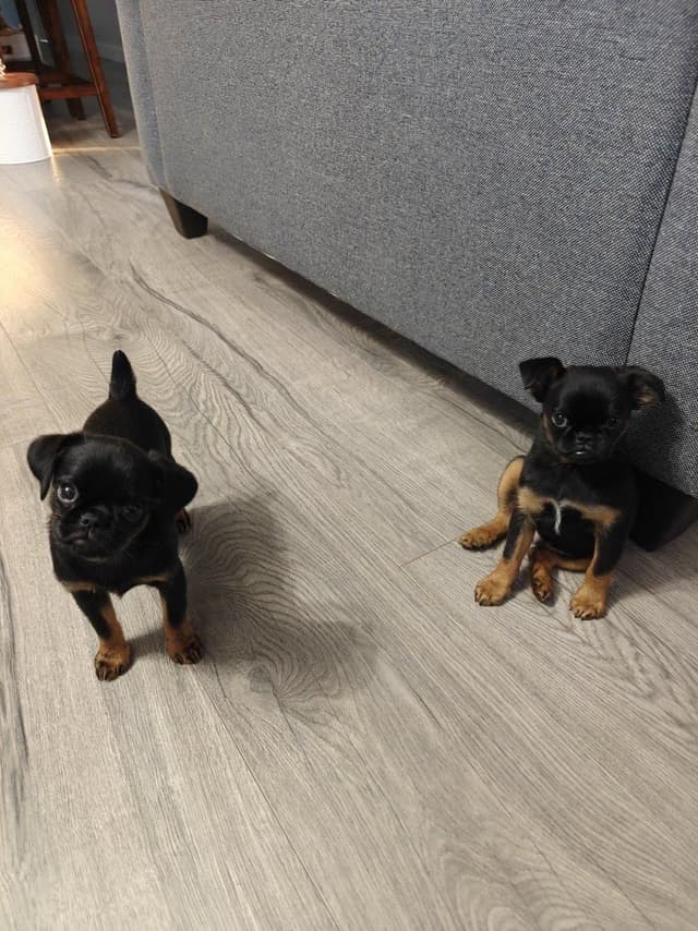 Brussels Griffon Puppies media 26