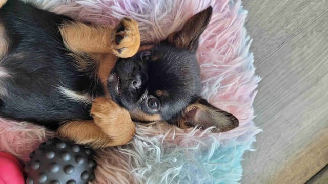Brussels Griffon Puppies media 11