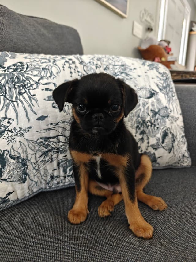Brussels Griffon Puppies media 14