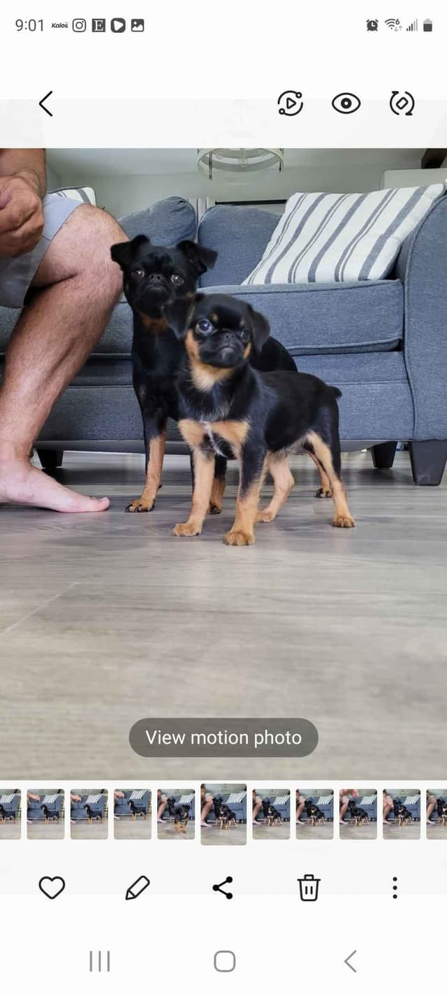 Brussels Griffon Puppies media 16