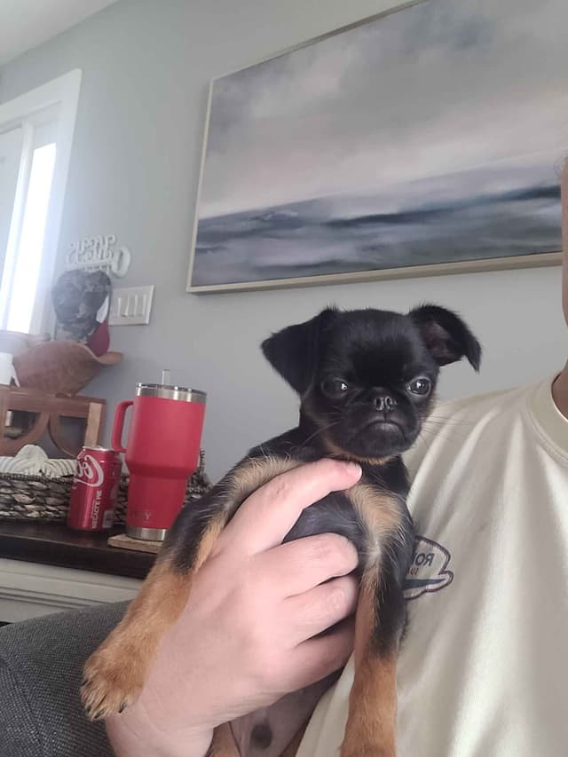 Brussels Griffon Puppies media 5