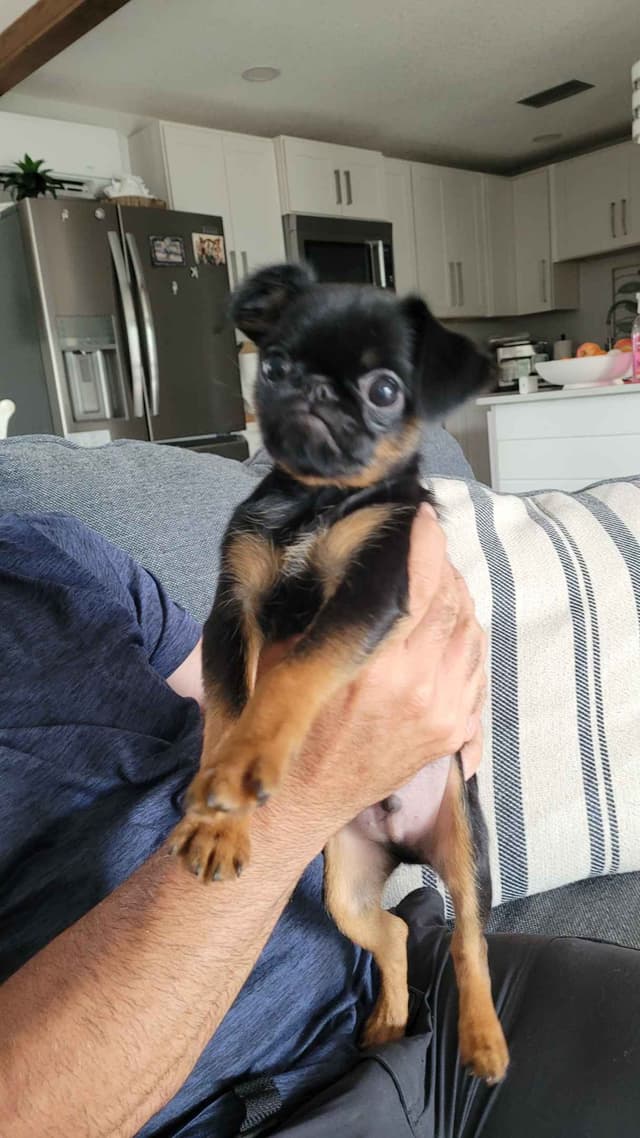 Brussels Griffon Puppies media 4